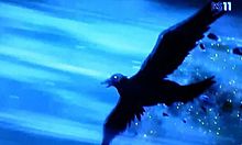 鴉羽の画像(東京レイヴンズに関連した画像)