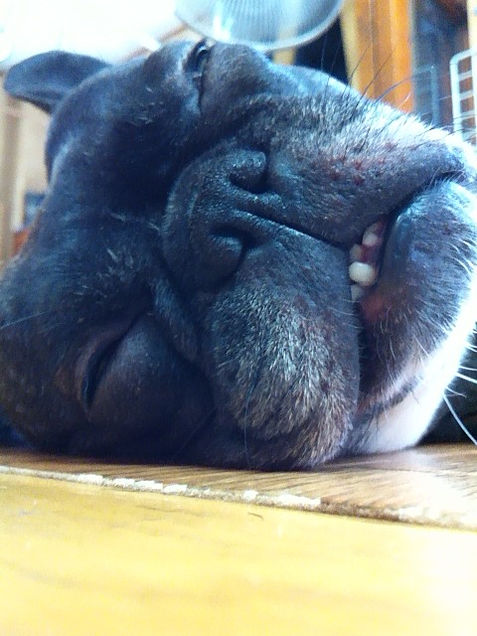 犬寝顔 完全無料画像検索のプリ画像 Bygmo