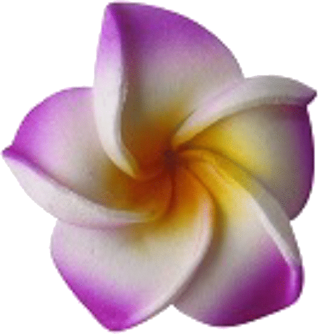 プルメリア 紫 完全無料画像検索のプリ画像 Bygmo
