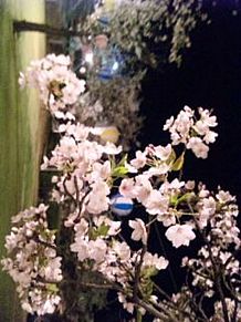 桜 夜桜 写真 プリ画像