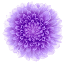 素材 紫 花 透明の画像16点 完全無料画像検索のプリ画像 Bygmo