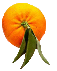 オレンジ 葉っぱの画像7点 完全無料画像検索のプリ画像 Bygmo