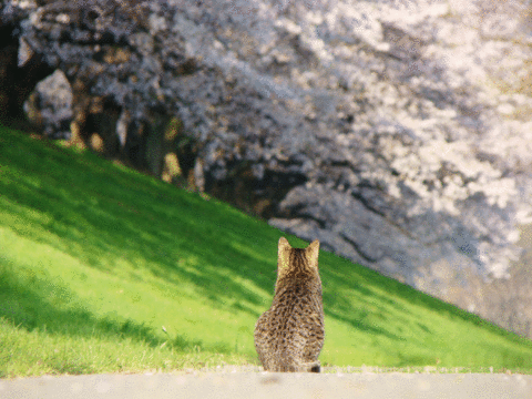 桜 猫の画像 プリ画像
