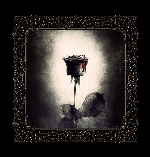 シック 黒 薔薇の画像5点 完全無料画像検索のプリ画像 Bygmo