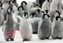 愛狂います 歌詞 皇帝ペンギンの画像2点 完全無料画像検索のプリ画像 Bygmo