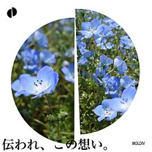 青い花とポエムの画像(青い花 ネモフィラに関連した画像)