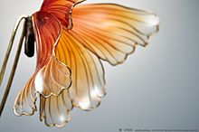金魚蝶の画像(金魚に関連した画像)