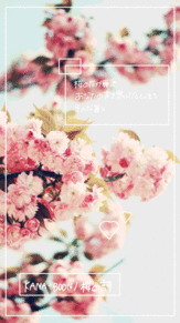KANA-BOON / 桜の詩の画像(KANA-BOON/桜の詩に関連した画像)
