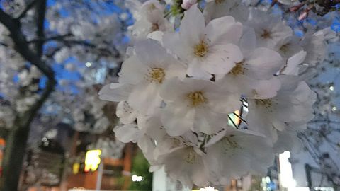秋葉原の銘桜の画像 プリ画像