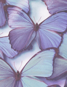 蝶 壁紙 紫の画像13点 完全無料画像検索のプリ画像 Bygmo