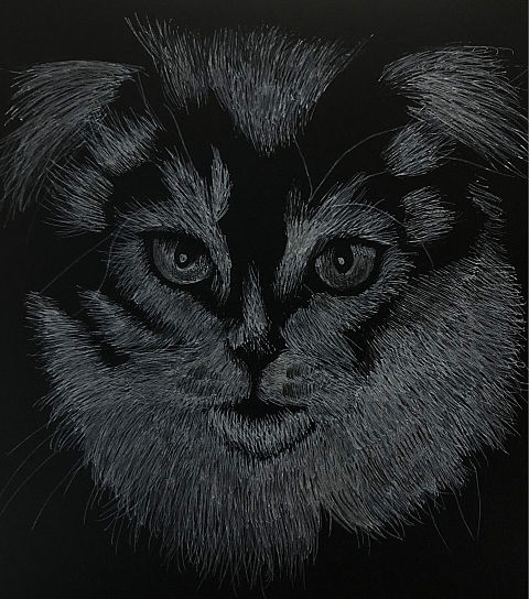 黒白猫ちゃんの画像(プリ画像)