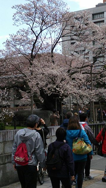 石割桜の画像(プリ画像)
