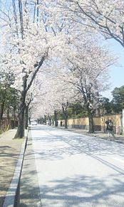 小田原の桜の画像(小田原 桜に関連した画像)