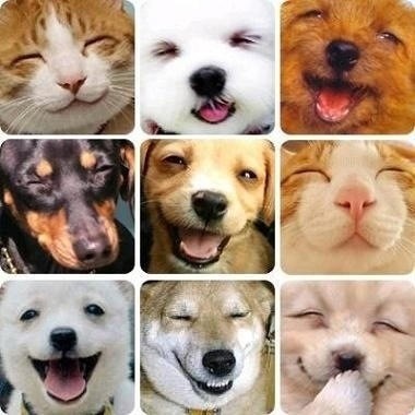 動物 笑顔 癒し 完全無料画像検索のプリ画像 Bygmo