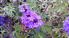 紫の花小花密集の画像(風景色に関連した画像)