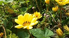黄色い草花の画像(640×360に関連した画像)