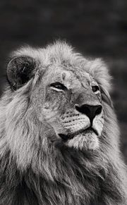 白黒 ライオンの画像8点 完全無料画像検索のプリ画像 Bygmo