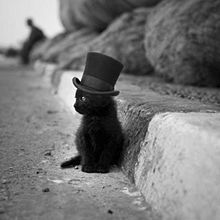 サージ しなければならない 熱望する 黒 猫 子猫 かわいい Urigundecht Org